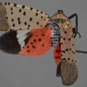 thumbnail for publication: Hemiptera (true bugs)